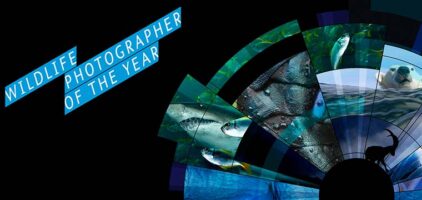Competition: 2016 Wildlife Photographer of the Year